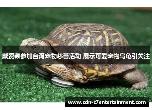 戴资颖参加台湾宠物慈善活动 展示可爱宠物乌龟引关注 戴资颖参加台湾宠物慈善活动 展示可爱宠物乌龟引关注